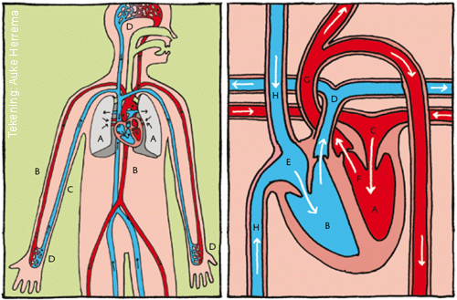 De bloedsomloop